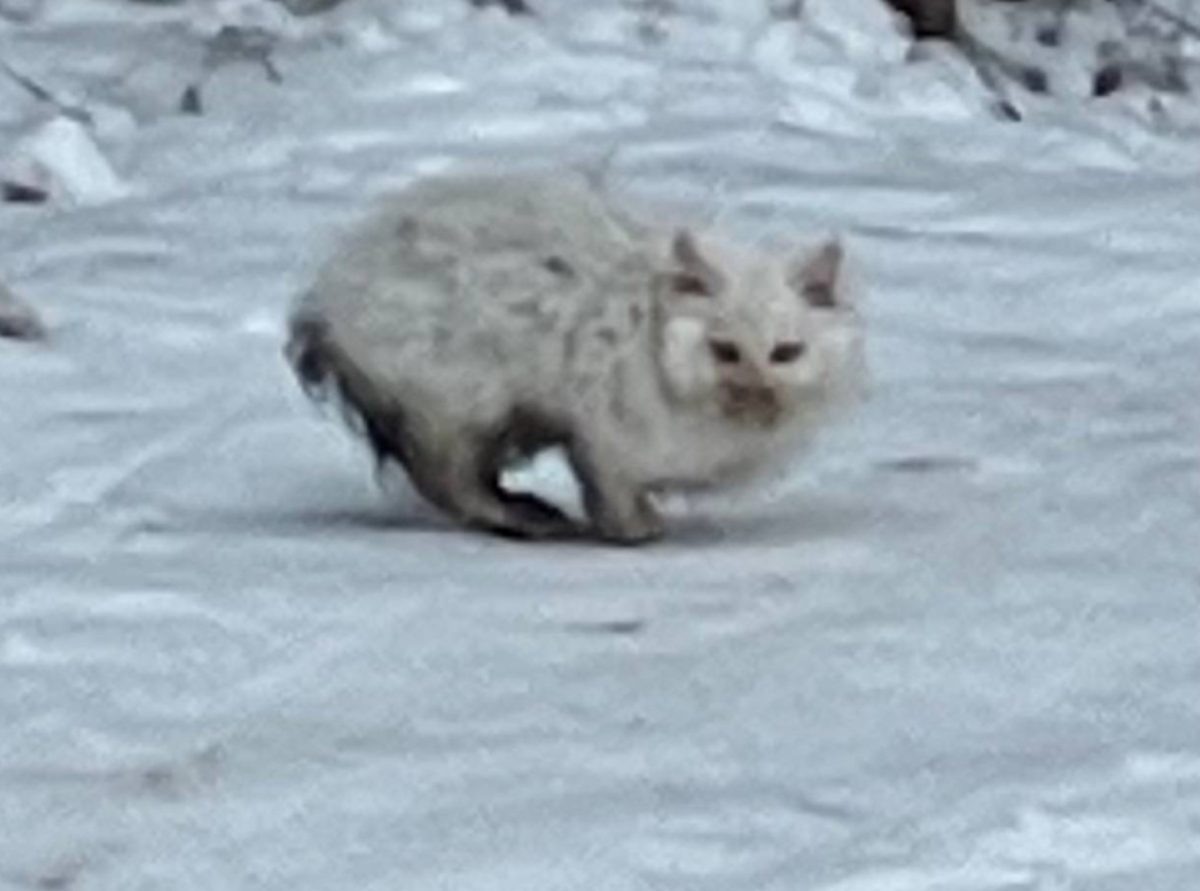    Сейчас Ведя - такую кличку дали питомцу - находится на стационаре ветклиники