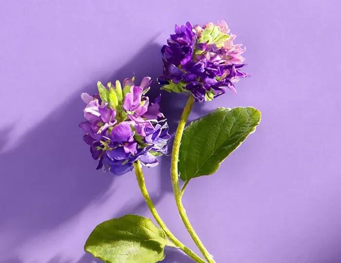 Боитесь ретинола? А вы знали о безопасном растительном аналоге?