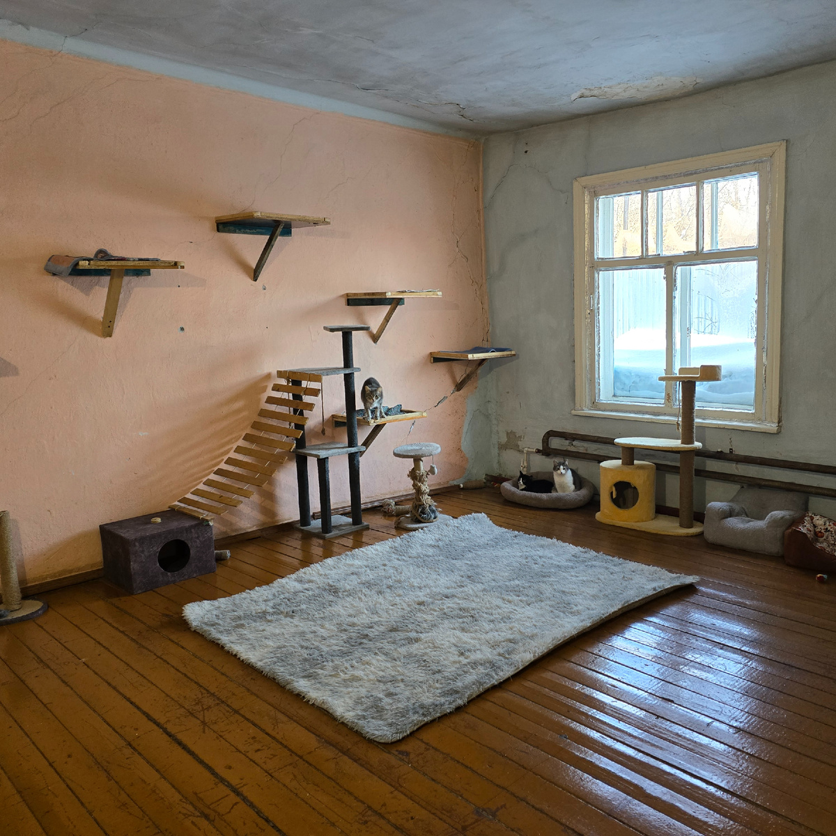 пушистые гастро короли на своих деревянных тронах