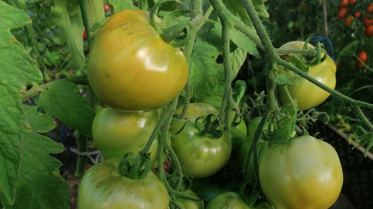 Правильно сформированный куст