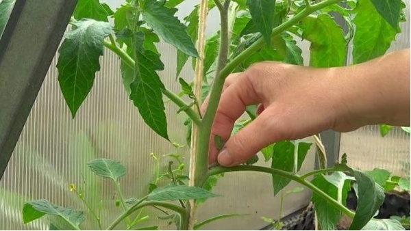 Пенек предотвращает повторный рост на этом месте