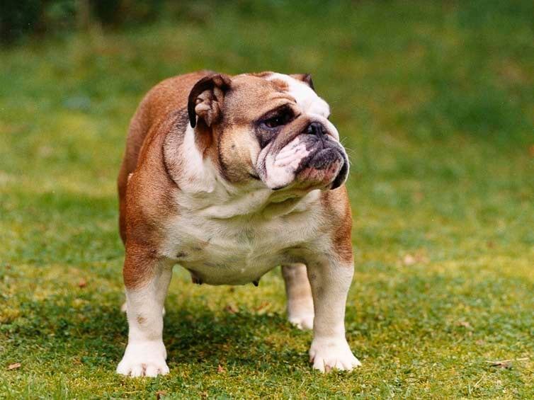 Английский бульдог 