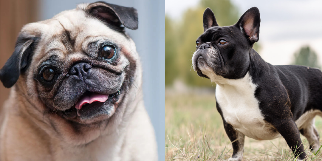 12 лучших пород для занятых людей: собаки, которые легче всего переносят одиночество