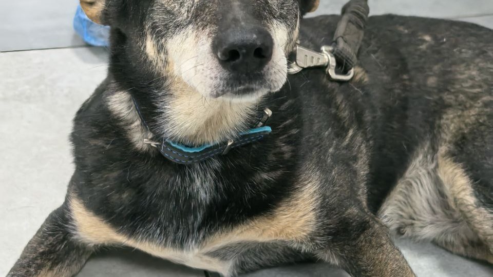 «Тут нужна операция, и причём срочная!»