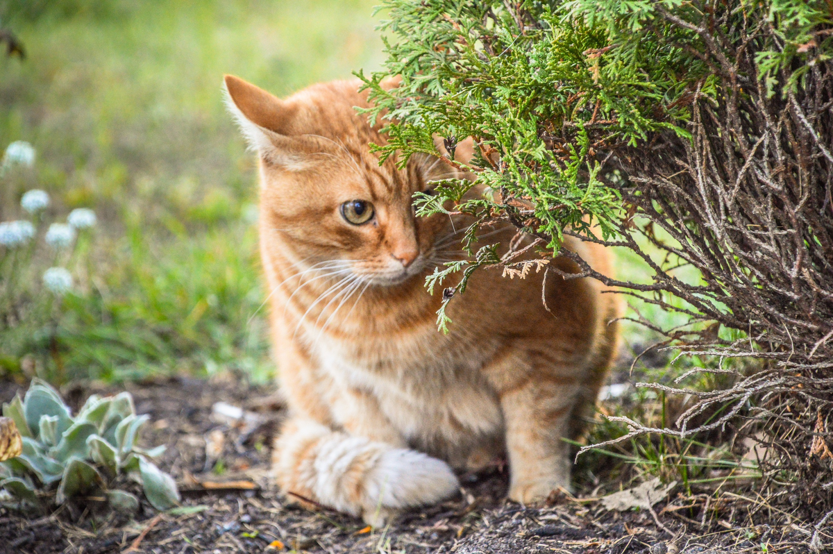 Картинка для привлечения внимания из личной коллекции.