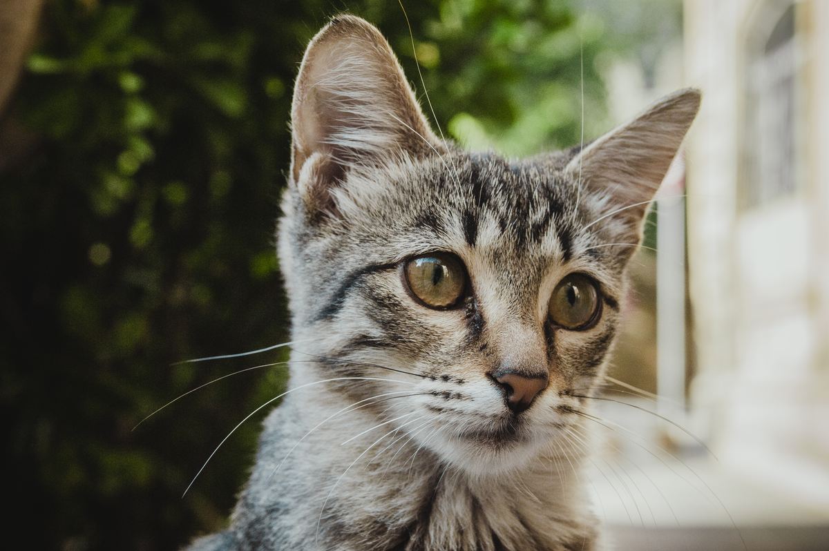 Картинка для привлечения внимания из личной коллекции.