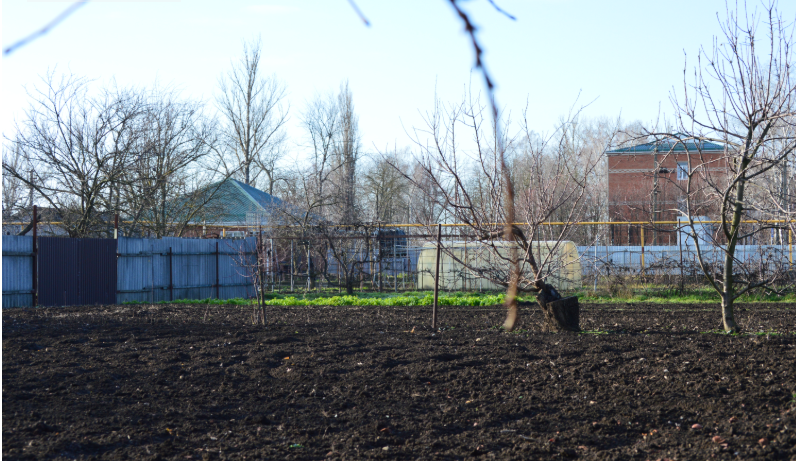 Фото автора. 24.12.2025. Зимние солнечное утро в станице.