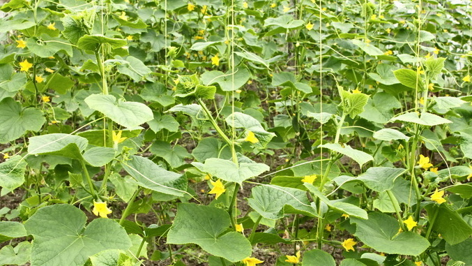 Высаживаю высокоурожайные огурцы по схеме 30х30 см. Густота посадки увеличивает сбор в 2,5 раза