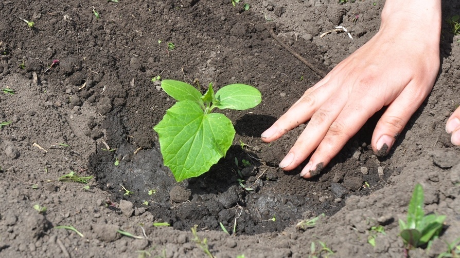 Схема размещения кустов 50х50 см против 30х30 см - наглядная разница в количестве растений