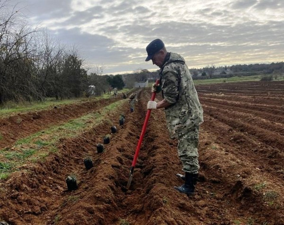    В нынешнем году лесные культуры Севастополя расширили еще на 42 гектара. Фото: sev.gov.ru