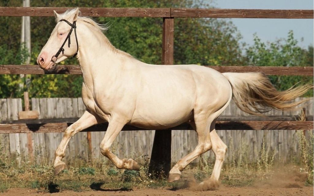  Конь Добрыня. Фото: официальное сообщество конного клуба «Сириус» ВК
