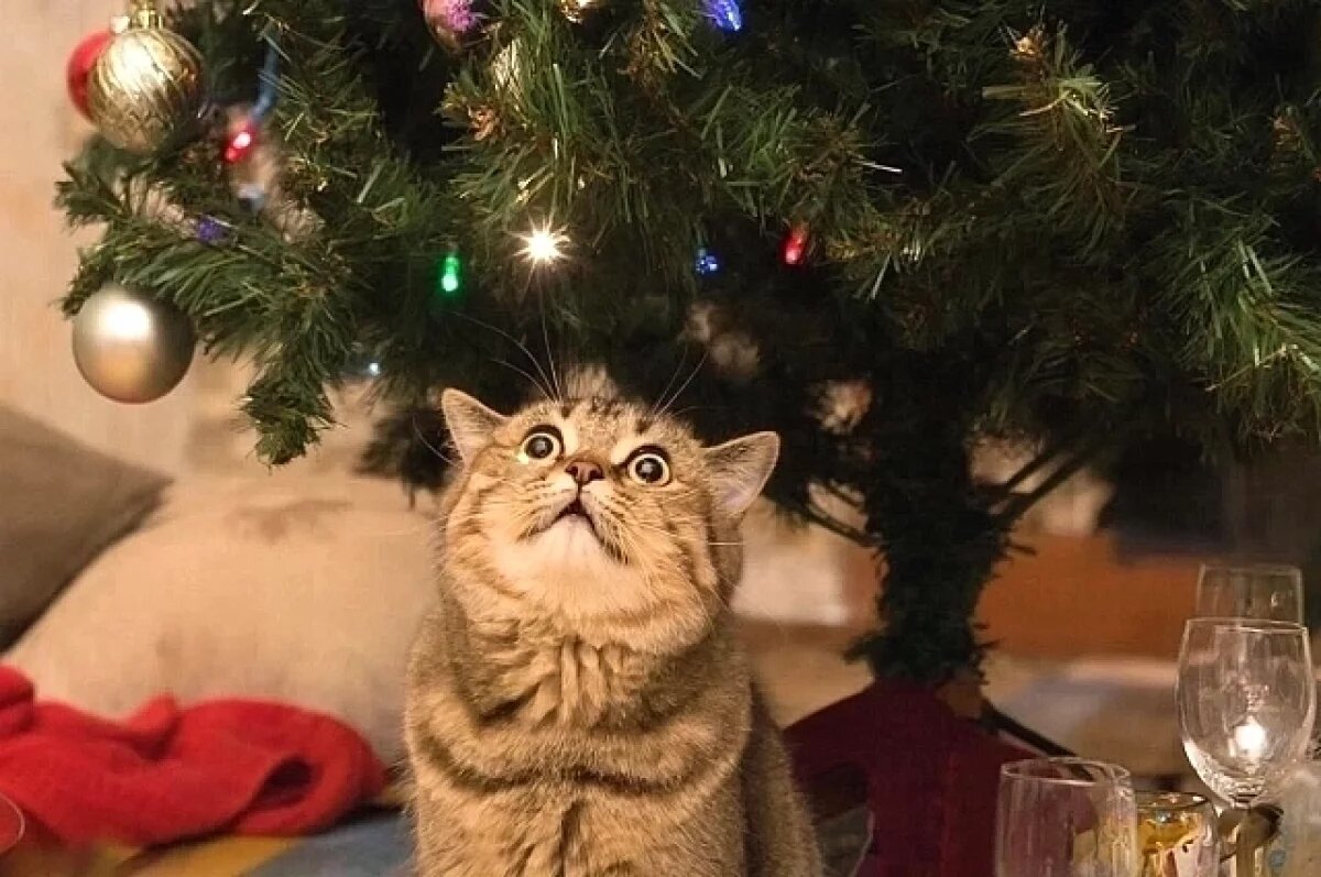    Хитрый жук.