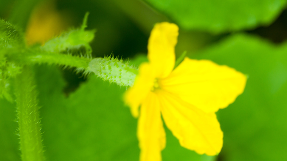 У партенокарпического огурца завязь видна еще в бутоне