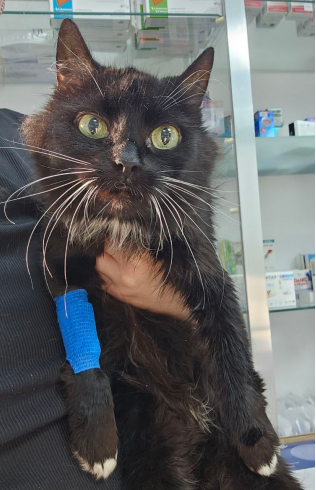 Хозяйка умерла, а ее живую хотели выбросить, как ненужную вещь...