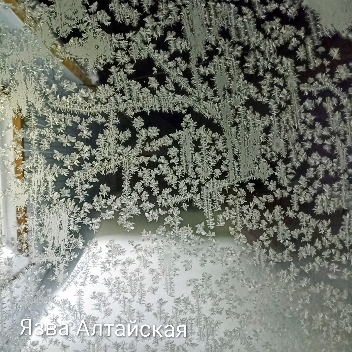 Морозный узор на окне