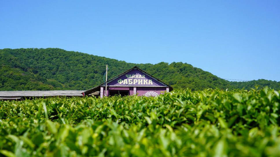 Фото: пресс-служба администрации Сочи