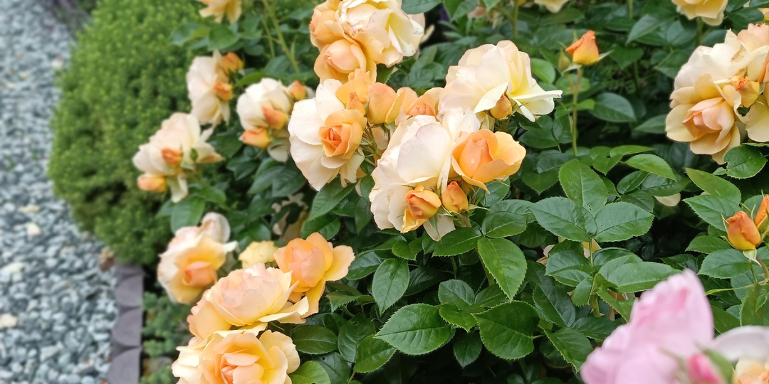 Розы- «солнышки» в нашем саду