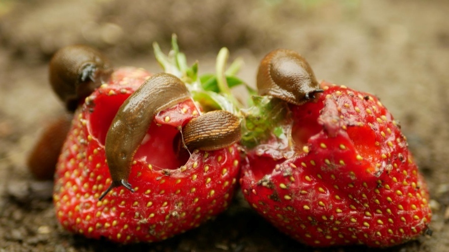 Вот так выглядели мои ягоды после ночного набега слизней