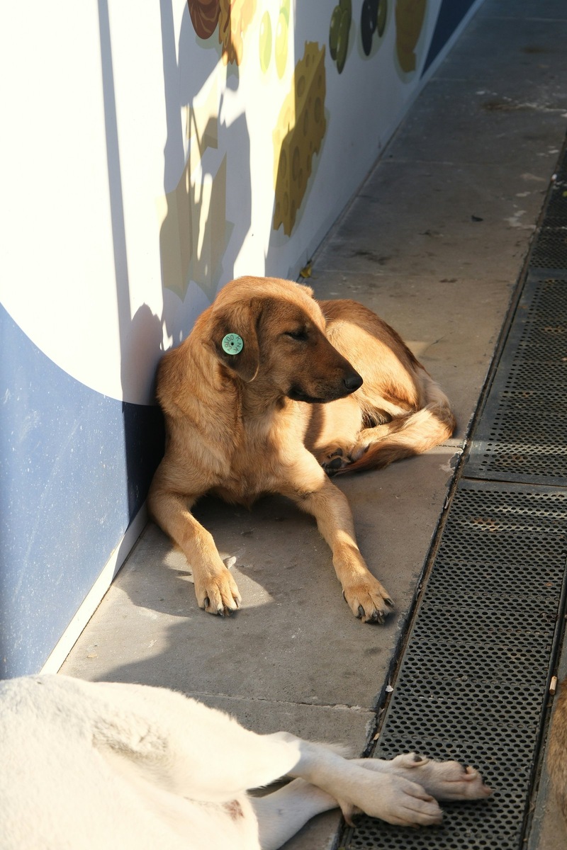    Работа с безнадзорными животными требует баланса между гуманностью и безопасностью