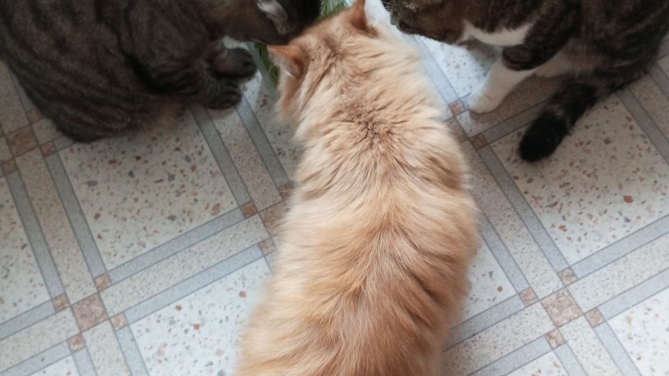 Вкусно или полезно? Попытка компромисса.