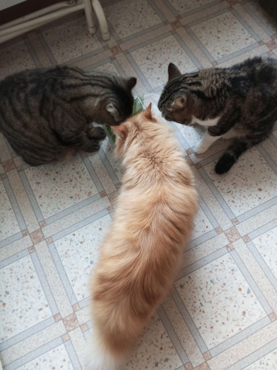 К травке нет вопросов: и вкусно, и полезно)