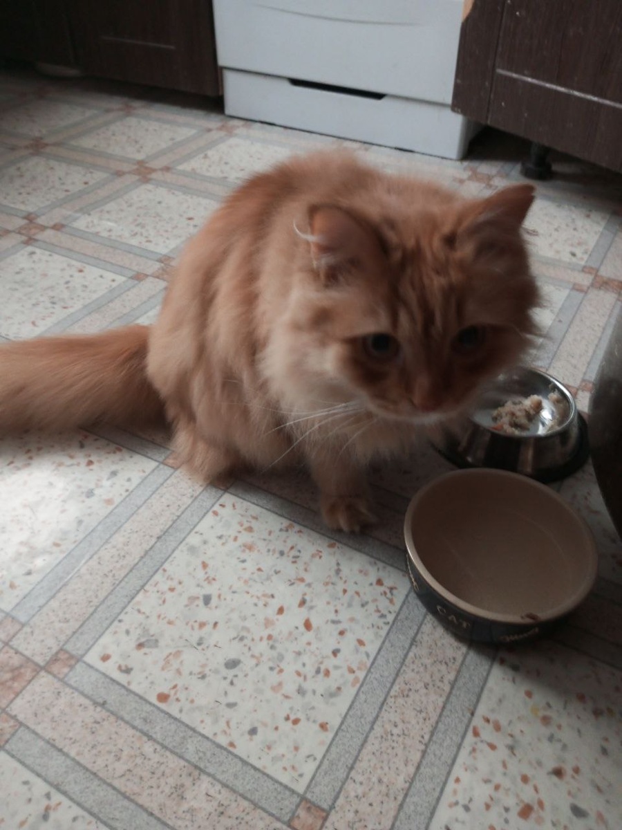 Каша с мясом?! И фсё?!!