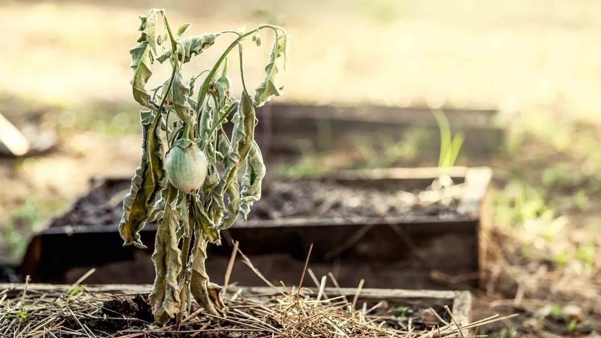 Результат недельного отсутствия полива