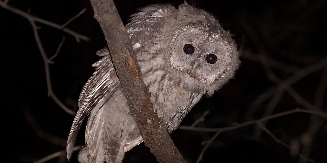 Серая неясыть: Её ненавидят все птицы леса. Днём она жертва, а ночью — пришло время мести!