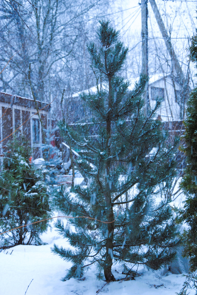 Мой сад, фото автора