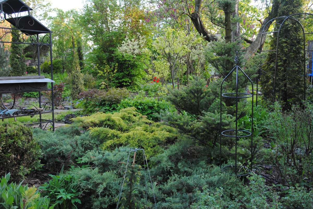 Мой сад, фото автора