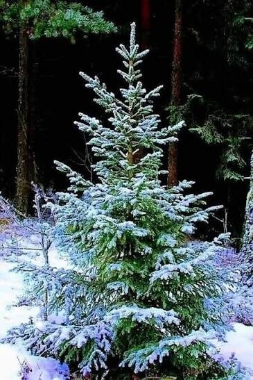 Такой должна быть красавица