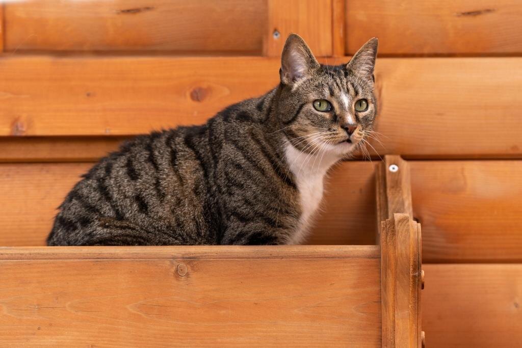 Фото из свободного доступа