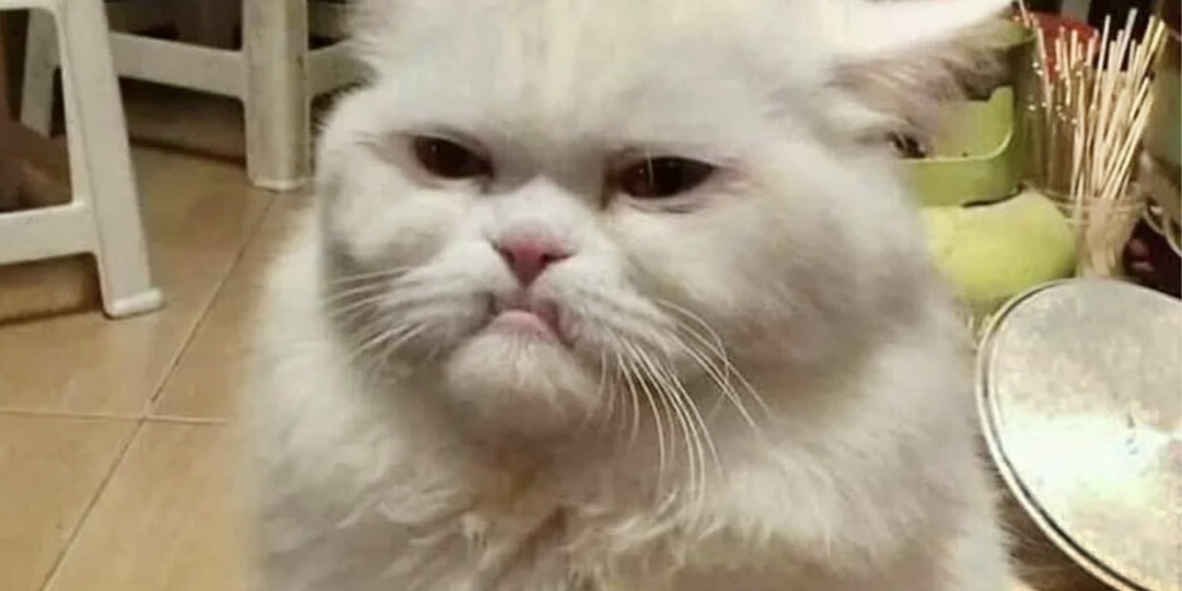 Я обиделась: забавные истории от 7 кошек, которые обиделись на своих хозяев