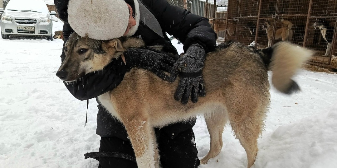 Чуть-чуть помогите приюту, друзья, мы просим немного
