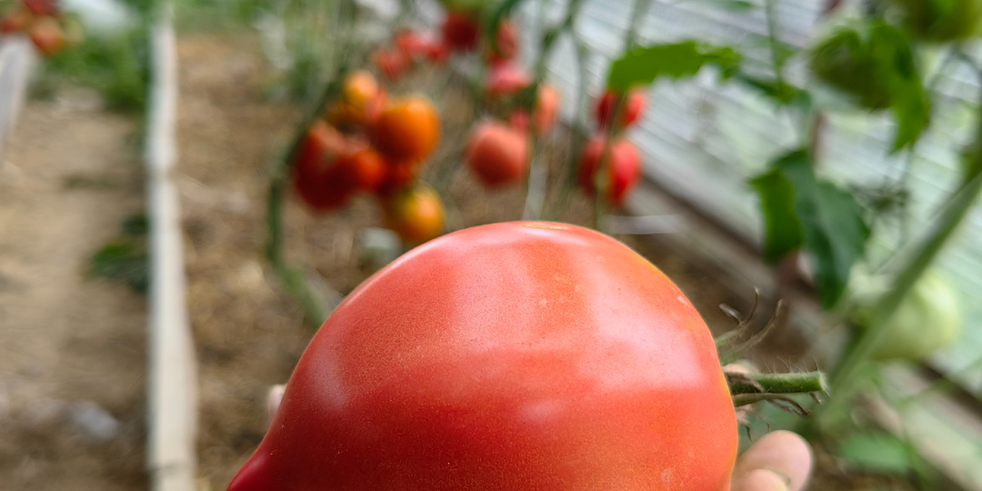 Томаты Японка и Стейк Канту. Два похожих сорта и размышления.