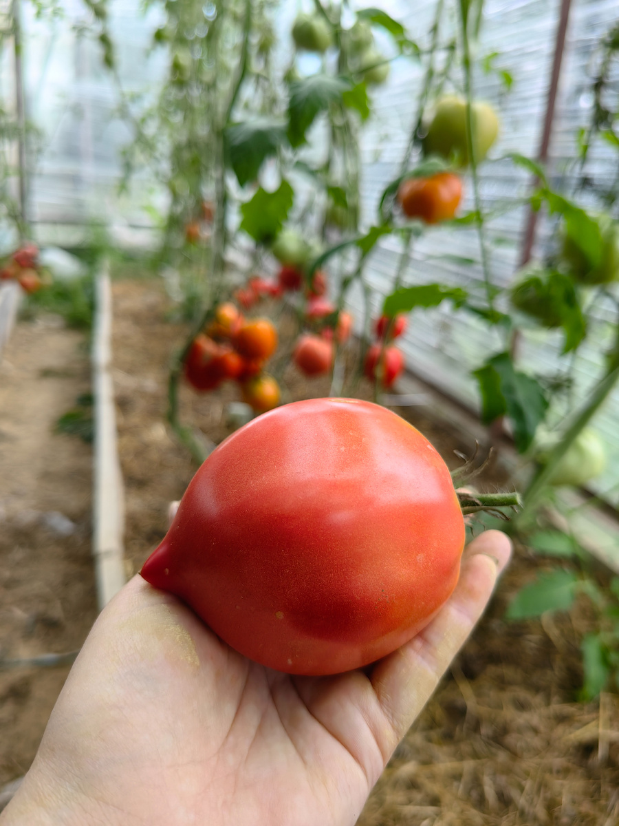 Японка на фоне Стейка Канту в конце сентября