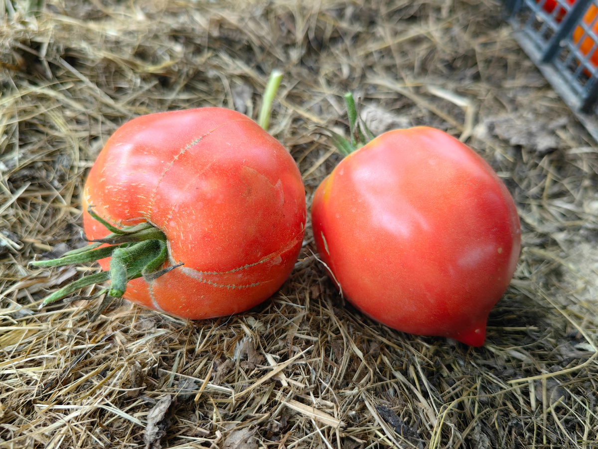 Японка, цвет камера исказила