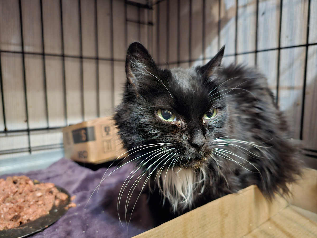 Фото автора. Таша наша. Она так хочет жить.