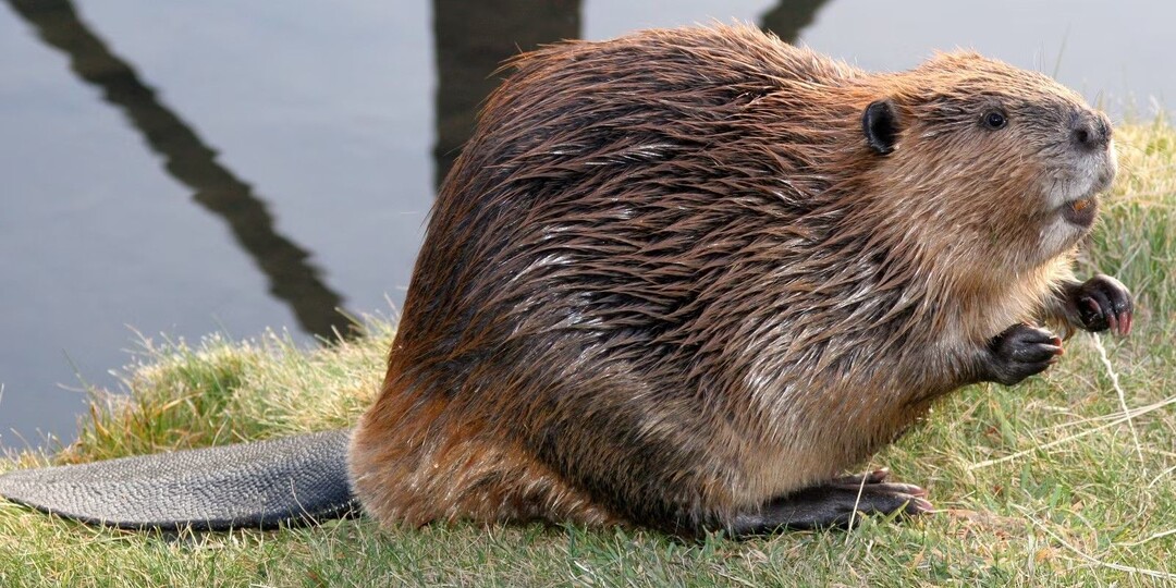 Бобр обыкновенный - несколько удивительных фактов о «лесном строителе»