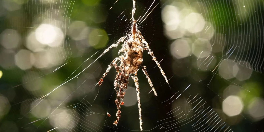 Ради выживания пауки-кругопряды создают из паутины собственных гигантских двойников
