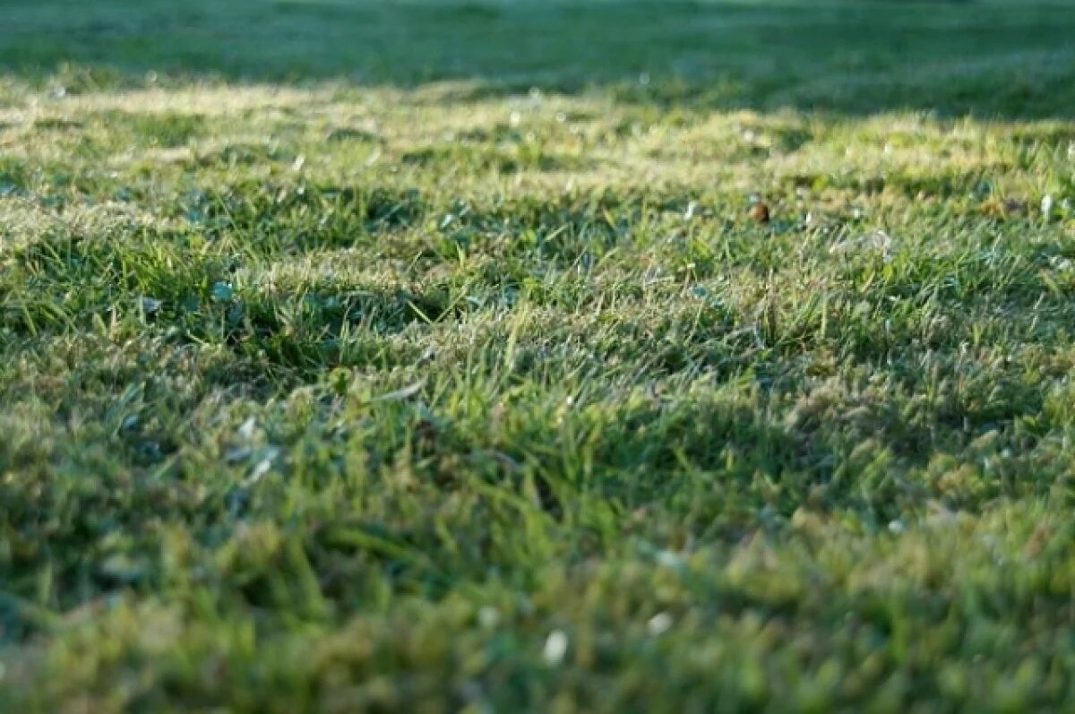    Собственников участка земли в Заокском районе привлекли за зарастание