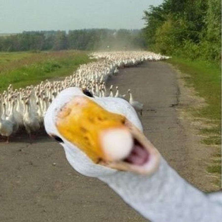 10 интересных фактов о гусях