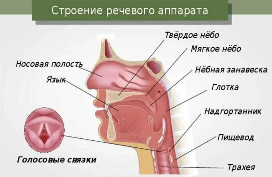 Источник Яндекс.картинки