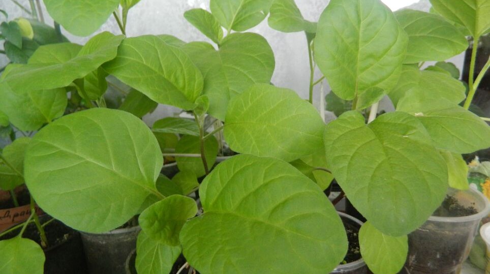 Когда сажать на рассаду баклажаны в 2026 году: рекомендации по сортам, регионам и лунному календарю