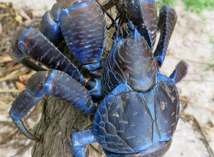 Пальмовый вор - несколько удивительных особенностей гигантского сухопутного рака