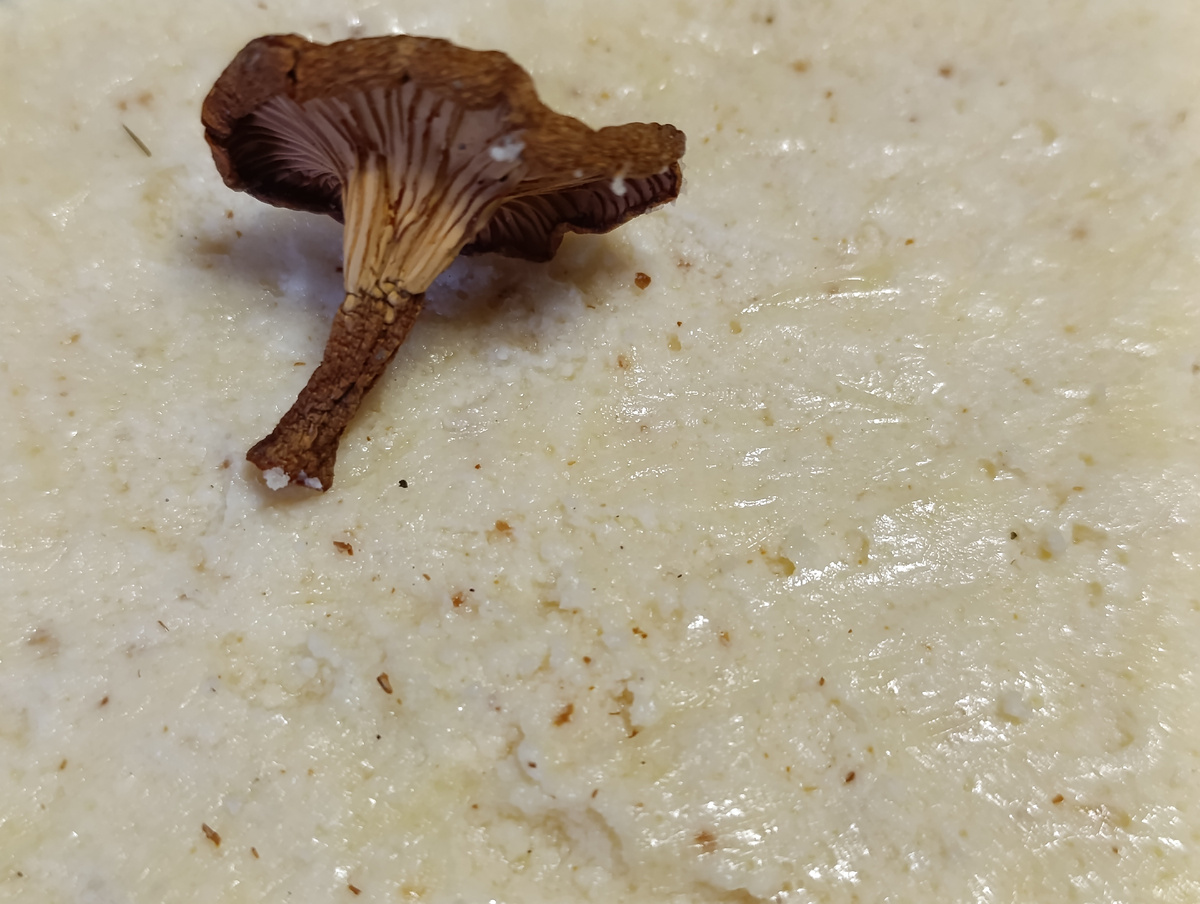 Домашний плавленный сыр из творога с сушёными лисичками