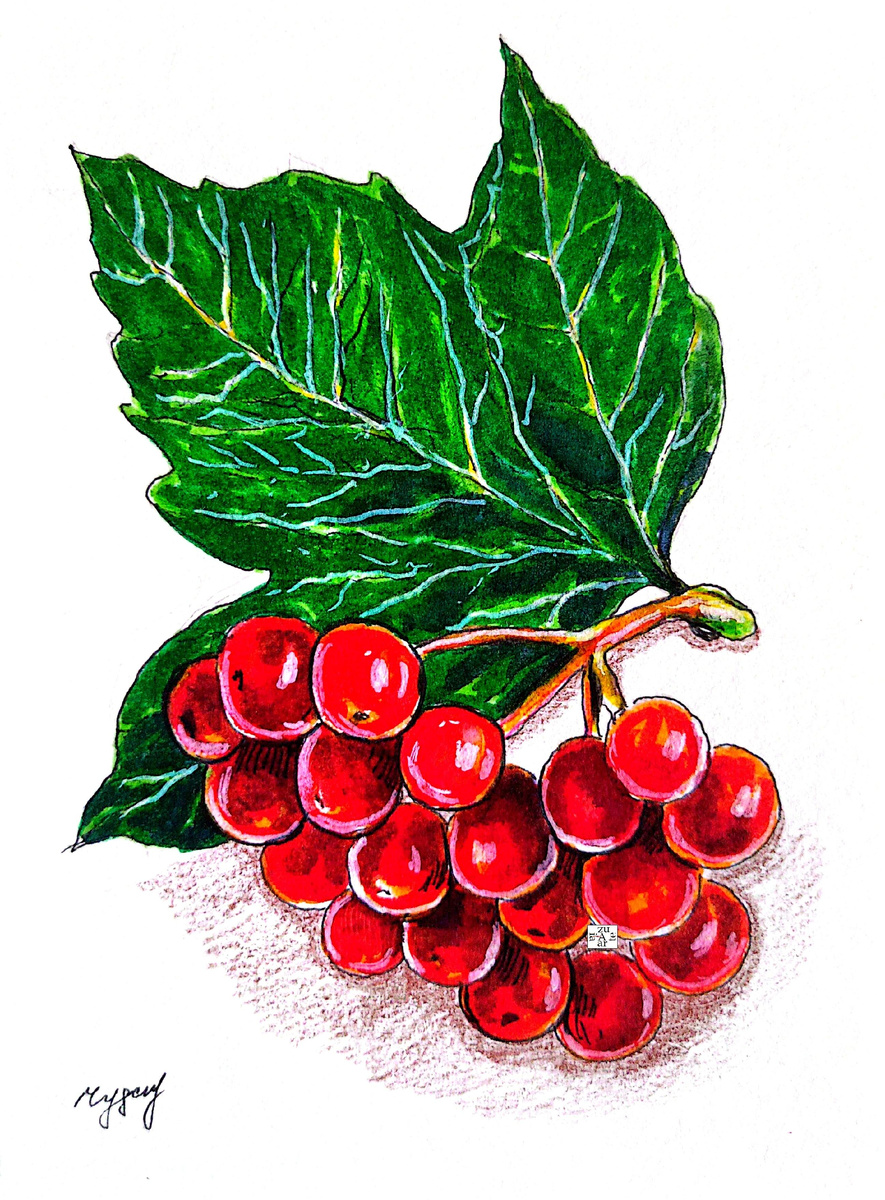 Альбом Фрукты-овощи-ягоды. 30