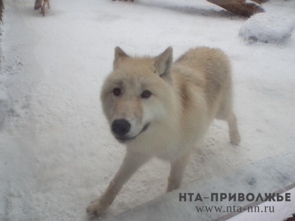    Охота на волкособов официально разрешена в Татарстане