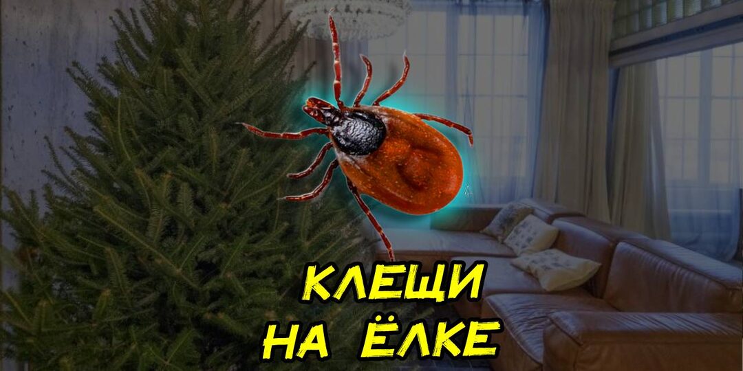 Опытный лесник рассказал можно ли принести на елке в дом клещей и какой они породы будут
