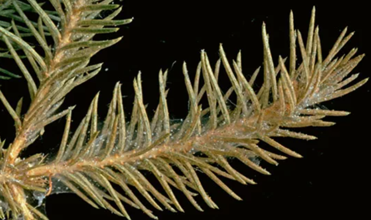 Паутинные клещи